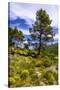 France, Provence, Vaucluse, MŽnerbes, Trail Near Abbaye De Saint-Hilaire-Udo Siebig-Stretched Canvas