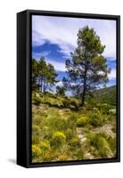 France, Provence, Vaucluse, MŽnerbes, Trail Near Abbaye De Saint-Hilaire-Udo Siebig-Framed Stretched Canvas