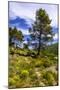 France, Provence, Vaucluse, MŽnerbes, Trail Near Abbaye De Saint-Hilaire-Udo Siebig-Mounted Photographic Print