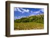 France, Provence, Vaucluse, MŽnerbes, View of the Village with Vineyard-Udo Siebig-Framed Photographic Print