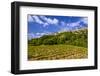 France, Provence, Vaucluse, MŽnerbes, View of the Village with Vineyard-Udo Siebig-Framed Photographic Print