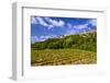 France, Provence, Vaucluse, MŽnerbes, View of the Village with Vineyard-Udo Siebig-Framed Photographic Print