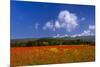 France, Provence, Vaucluse, Roussillon, Poppy Field Against Monts De Vaucluse-Udo Siebig-Mounted Premium Photographic Print