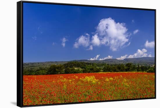 France, Provence, Vaucluse, Roussillon, Poppy Field Against Monts De Vaucluse-Udo Siebig-Framed Stretched Canvas