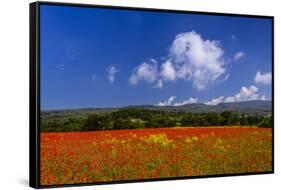 France, Provence, Vaucluse, Roussillon, Poppy Field Against Monts De Vaucluse-Udo Siebig-Framed Stretched Canvas