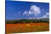 France, Provence, Vaucluse, Roussillon, Poppy Field Against Monts De Vaucluse-Udo Siebig-Stretched Canvas