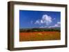 France, Provence, Vaucluse, Roussillon, Poppy Field Against Monts De Vaucluse-Udo Siebig-Framed Photographic Print