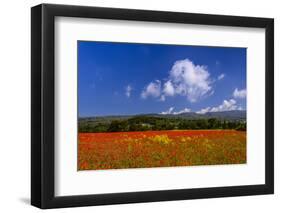 France, Provence, Vaucluse, Roussillon, Poppy Field Against Monts De Vaucluse-Udo Siebig-Framed Photographic Print