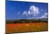 France, Provence, Vaucluse, Roussillon, Poppy Field Against Monts De Vaucluse-Udo Siebig-Mounted Photographic Print