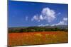 France, Provence, Vaucluse, Roussillon, Poppy Field Against Monts De Vaucluse-Udo Siebig-Mounted Photographic Print