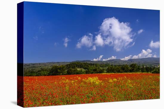 France, Provence, Vaucluse, Roussillon, Poppy Field Against Monts De Vaucluse-Udo Siebig-Stretched Canvas