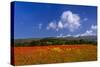 France, Provence, Vaucluse, Roussillon, Poppy Field Against Monts De Vaucluse-Udo Siebig-Stretched Canvas