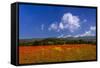 France, Provence, Vaucluse, Roussillon, Poppy Field Against Monts De Vaucluse-Udo Siebig-Framed Stretched Canvas
