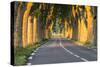 France, Provence, Vaucluse. Typical Tree Lined Road at Sunset-Matteo Colombo-Stretched Canvas