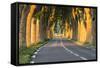 France, Provence, Vaucluse. Typical Tree Lined Road at Sunset-Matteo Colombo-Framed Stretched Canvas