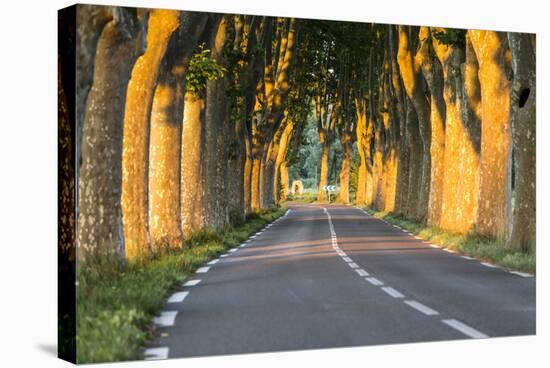 France, Provence, Vaucluse. Typical Tree Lined Road at Sunset-Matteo Colombo-Stretched Canvas