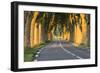 France, Provence, Vaucluse. Typical Tree Lined Road at Sunset-Matteo Colombo-Framed Photographic Print