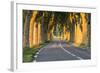 France, Provence, Vaucluse. Typical Tree Lined Road at Sunset-Matteo Colombo-Framed Photographic Print