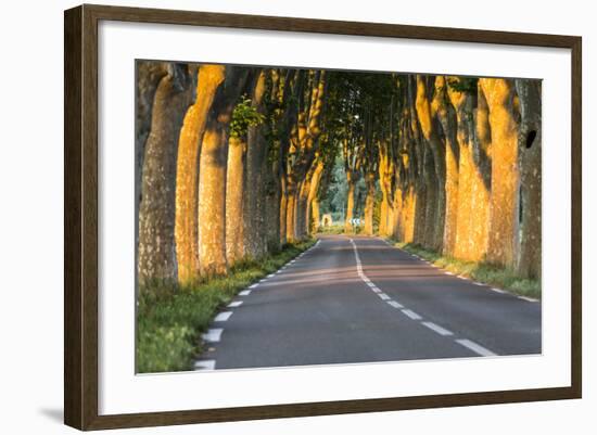 France, Provence, Vaucluse. Typical Tree Lined Road at Sunset-Matteo Colombo-Framed Photographic Print