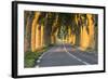 France, Provence, Vaucluse. Typical Tree Lined Road at Sunset-Matteo Colombo-Framed Photographic Print