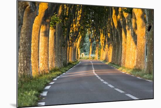 France, Provence, Vaucluse. Typical Tree Lined Road at Sunset-Matteo Colombo-Mounted Photographic Print