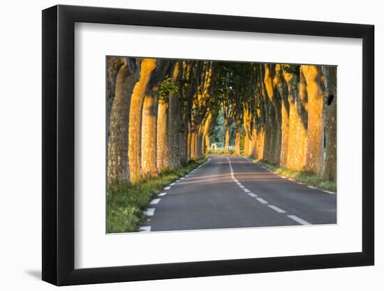 France, Provence, Vaucluse. Typical Tree Lined Road at Sunset-Matteo Colombo-Framed Premium Photographic Print