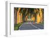 France, Provence, Vaucluse. Typical Tree Lined Road at Sunset-Matteo Colombo-Framed Premium Photographic Print