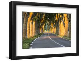 France, Provence, Vaucluse. Typical Tree Lined Road at Sunset-Matteo Colombo-Framed Photographic Print
