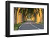 France, Provence, Vaucluse. Typical Tree Lined Road at Sunset-Matteo Colombo-Framed Photographic Print