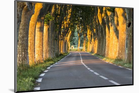 France, Provence, Vaucluse. Typical Tree Lined Road at Sunset-Matteo Colombo-Mounted Photographic Print