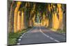 France, Provence, Vaucluse. Typical Tree Lined Road at Sunset-Matteo Colombo-Mounted Photographic Print