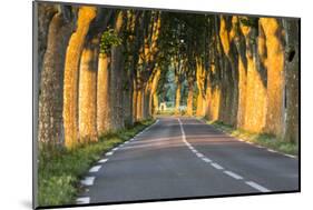 France, Provence, Vaucluse. Typical Tree Lined Road at Sunset-Matteo Colombo-Mounted Photographic Print