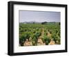 France, Rhone Valley, Chateauneuf Du Pape, Wine-Growing Area-Thonig-Framed Photographic Print