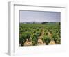 France, Rhone Valley, Chateauneuf Du Pape, Wine-Growing Area-Thonig-Framed Photographic Print