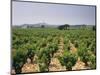 France, Rhone Valley, Chateauneuf Du Pape, Wine-Growing Area-Thonig-Mounted Photographic Print