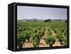 France, Rhone Valley, Chateauneuf Du Pape, Wine-Growing Area-Thonig-Framed Stretched Canvas