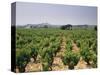 France, Rhone Valley, Chateauneuf Du Pape, Wine-Growing Area-Thonig-Stretched Canvas