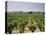 France, Rhone Valley, Chateauneuf Du Pape, Wine-Growing Area-Thonig-Stretched Canvas