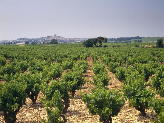 France Rhone Valley Chateauneuf Du Pape Wine Growing Area Photographic Print Thonig Allposters Com France Rhone Valley Chateauneuf Du Pape Wine Growing Area Photographic Print Thonig Allposters Com