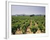 France, Rhone Valley, Chateauneuf Du Pape, Wine-Growing Area-Thonig-Framed Photographic Print