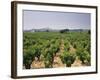 France, Rhone Valley, Chateauneuf Du Pape, Wine-Growing Area-Thonig-Framed Photographic Print