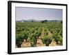 France, Rhone Valley, Chateauneuf Du Pape, Wine-Growing Area-Thonig-Framed Photographic Print