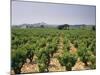France, Rhone Valley, Chateauneuf Du Pape, Wine-Growing Area-Thonig-Mounted Photographic Print
