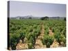 France, Rhone Valley, Chateauneuf Du Pape, Wine-Growing Area-Thonig-Stretched Canvas