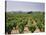 France, Rhone Valley, Chateauneuf Du Pape, Wine-Growing Area-Thonig-Stretched Canvas