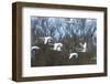 France, Sauerdelta in Alsace, whopper swan in the flight.-Roland T. Frank-Framed Photographic Print