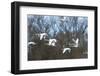 France, Sauerdelta in Alsace, whopper swan in the flight.-Roland T. Frank-Framed Photographic Print