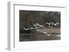 France, Sauerdelta in Alsace, whopper swan in the flight.-Roland T. Frank-Framed Photographic Print