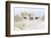 France, The Camargue, Saintes-Maries-de-la-Mer. Camargue Horse herd.-Ellen Goff-Framed Photographic Print