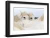 France, The Camargue, Saintes-Maries-de-la-Mer. Camargue Horse herd.-Ellen Goff-Framed Photographic Print